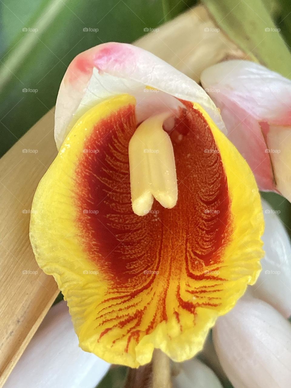 Flor macro de Alpínia, com cores cor de rosa, amarela e bordô. Estrutura reprodutiva bem evidente.