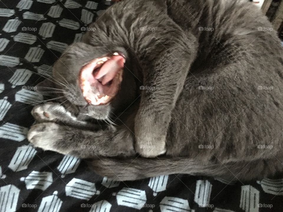 Cadie mid yawn