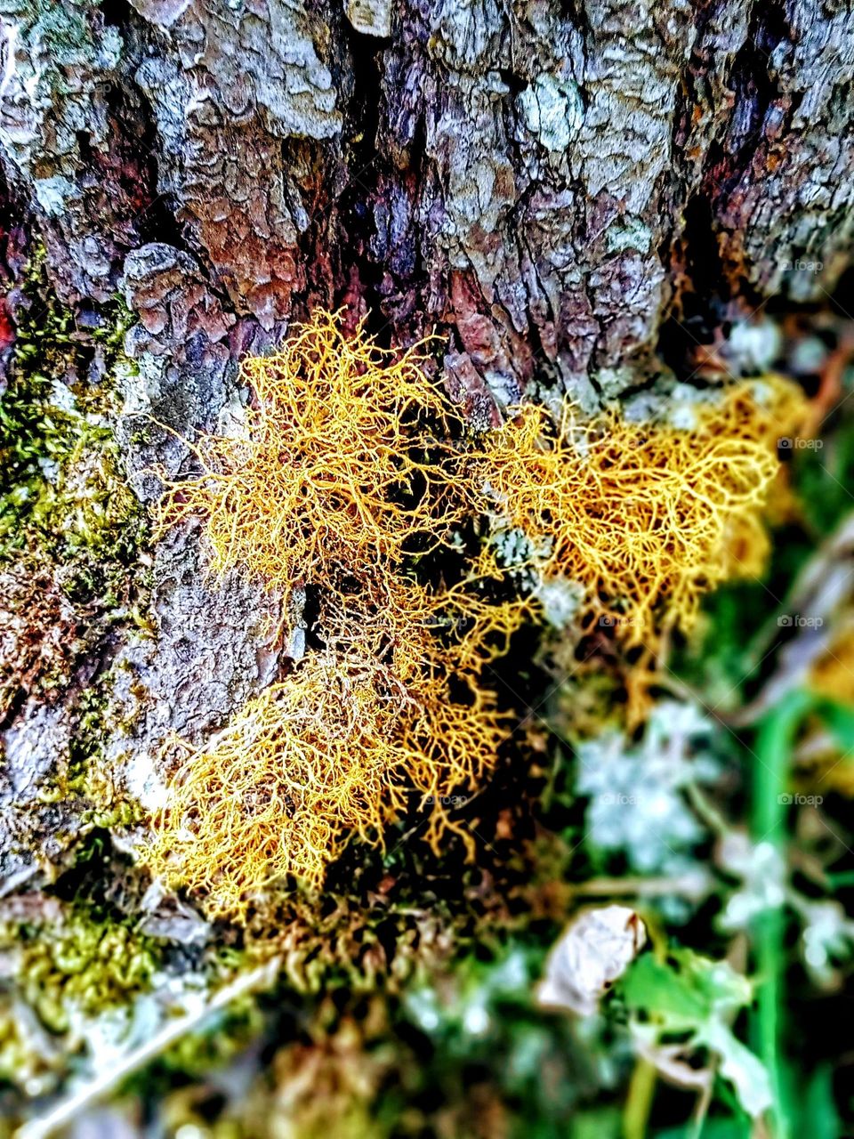 moss on tree bark