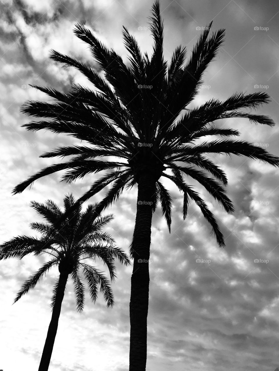 Silhouette of palm trees