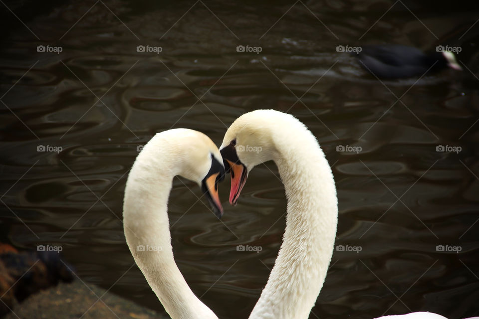 Heart of swans