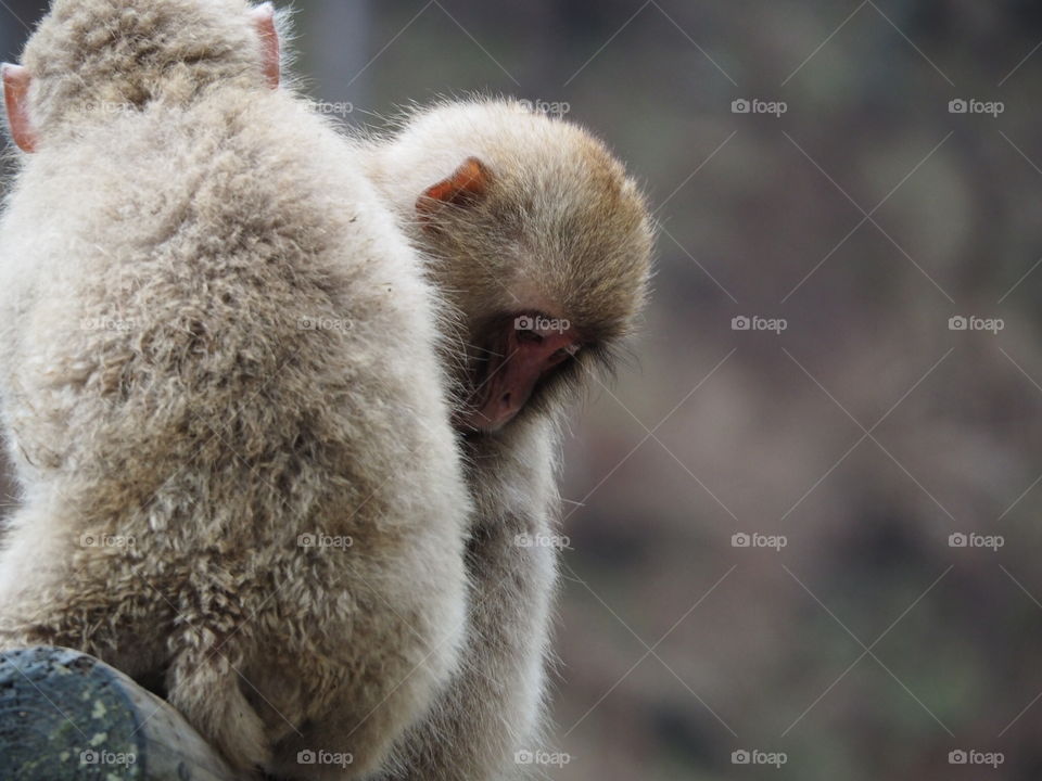 Snow monkey