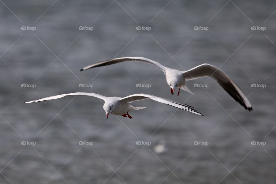 seagull in flight