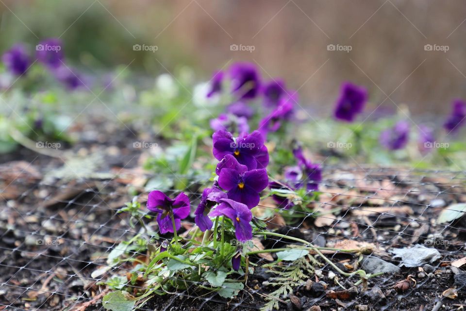 Pansies 