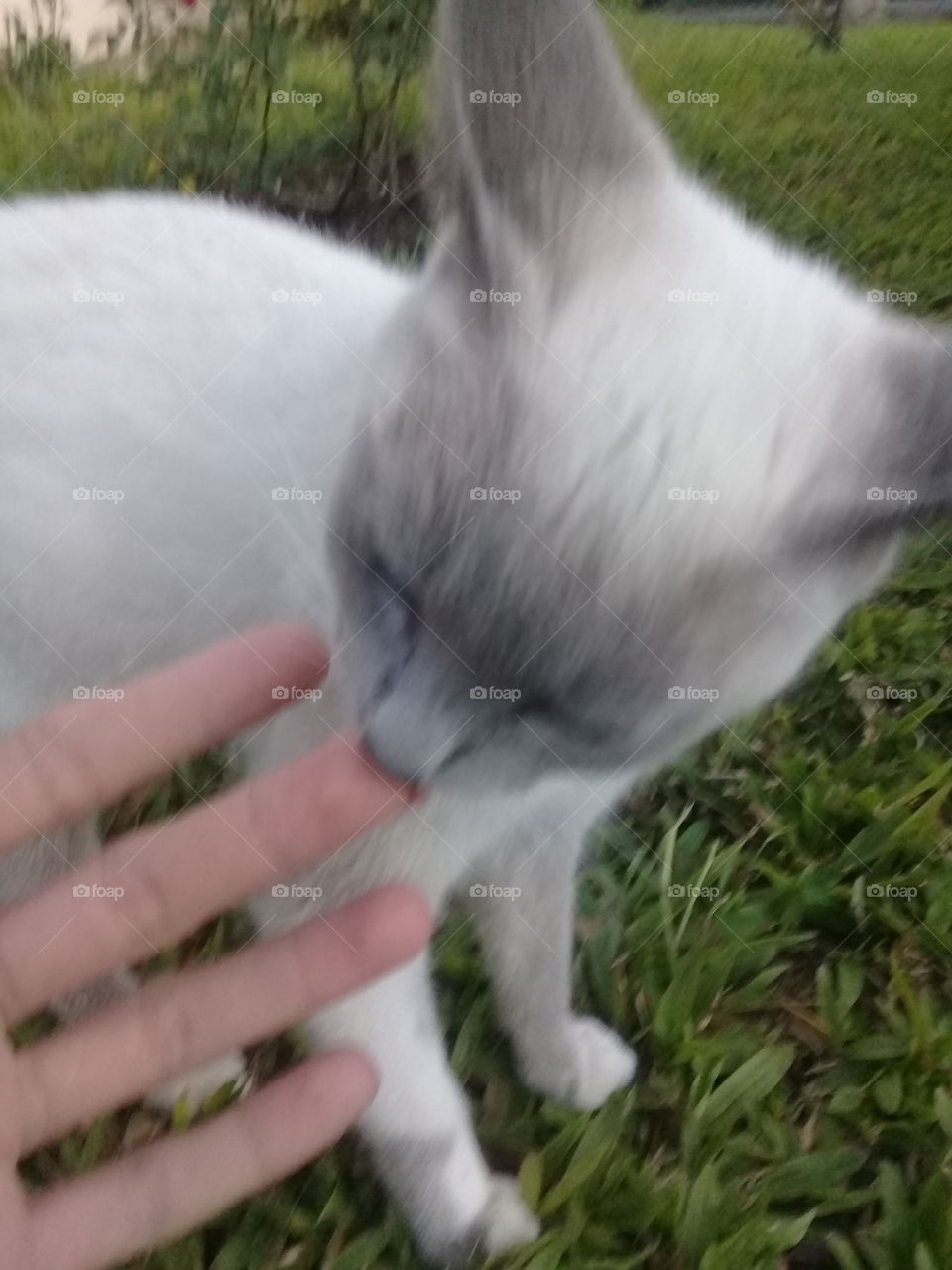 mi gata, Dukesa, blanco y gris es su pelaje de vestir.  Cariñosa y un poco loca. Le gusta dormir en una alfombra.
