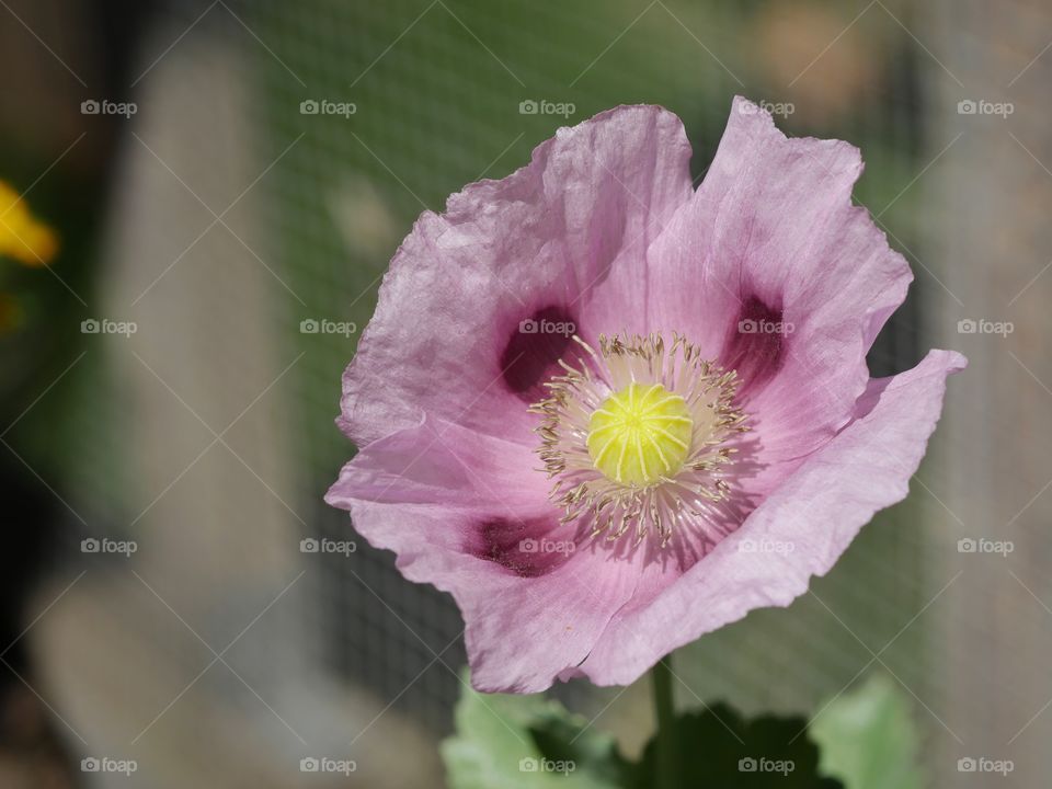 Poppy flower