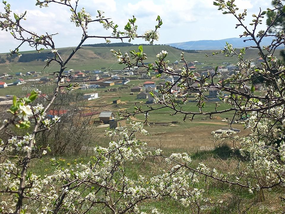 spring landscape.