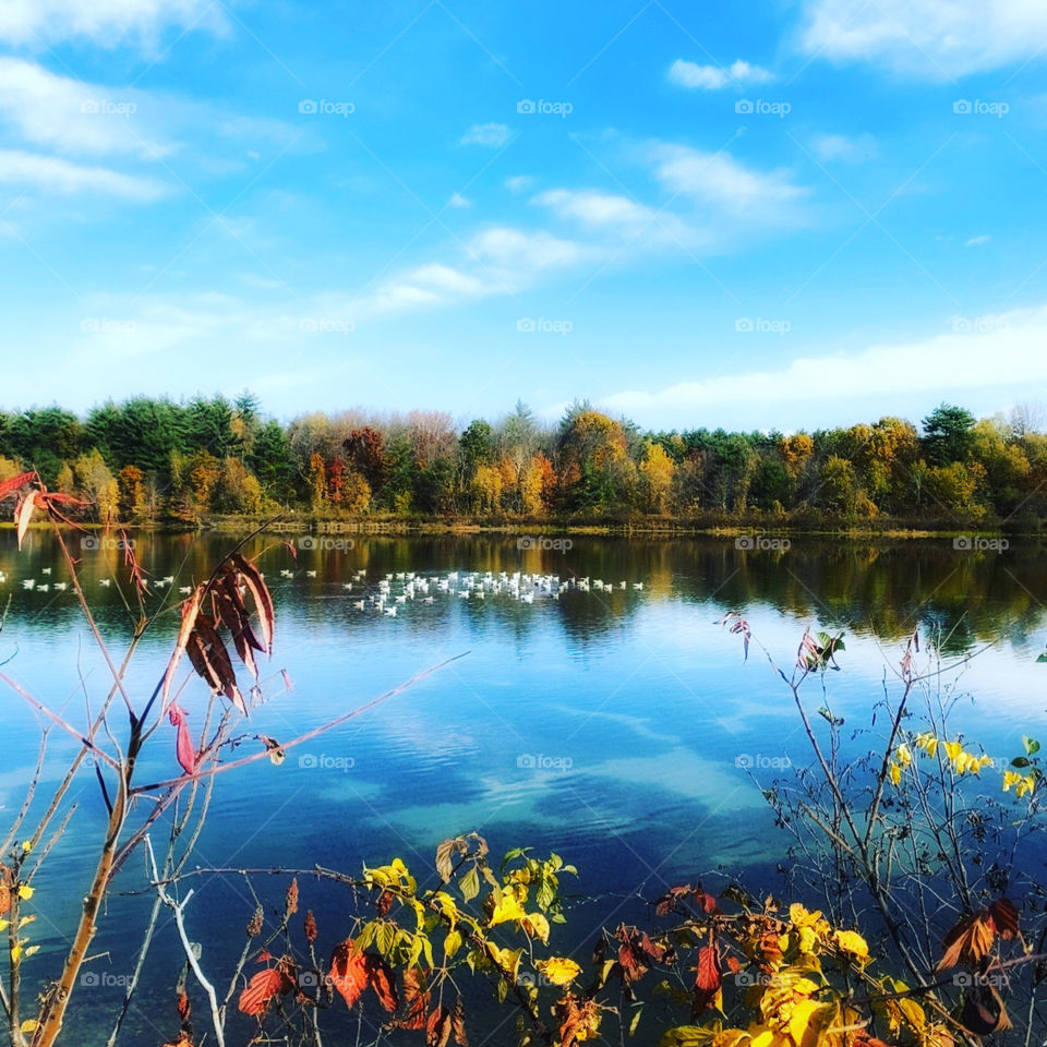 Ducks swimming in a pond. Fall season with colorful trees. Blue skies and blue water. 