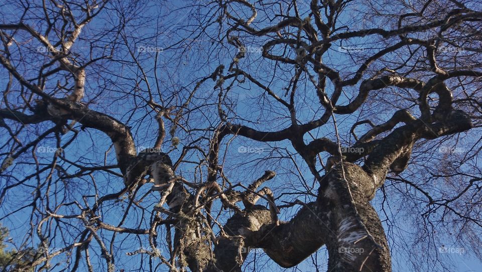 Winding twisty trailing birch tree