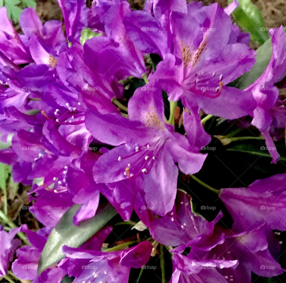 Purple rhododendron 