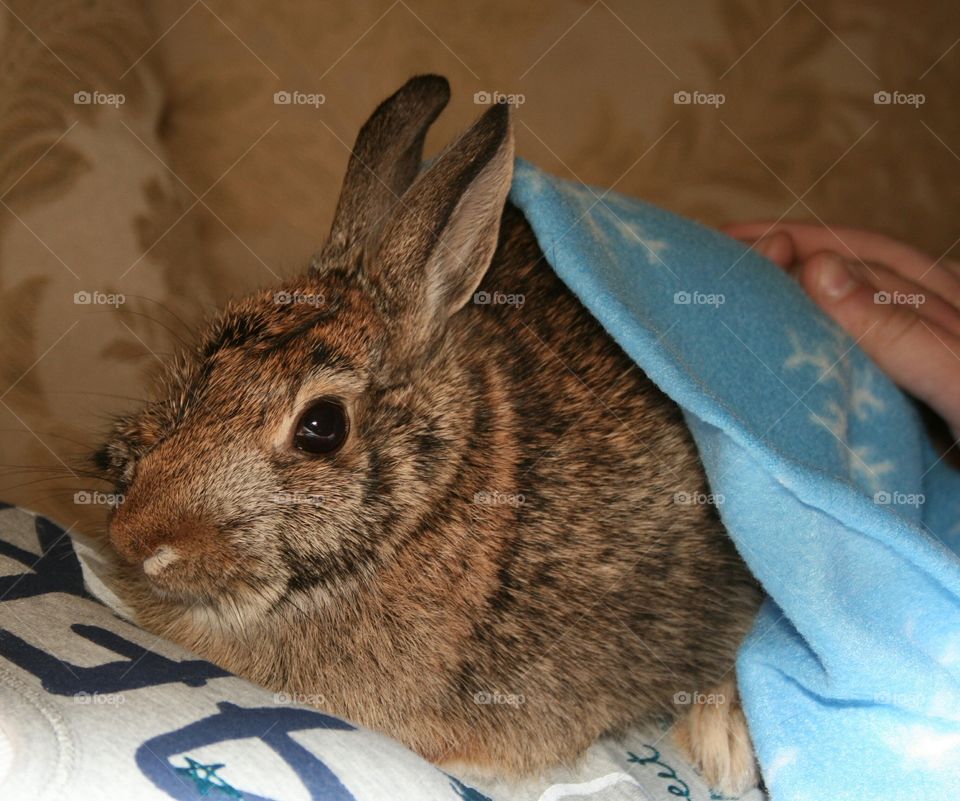 bunny under blanket