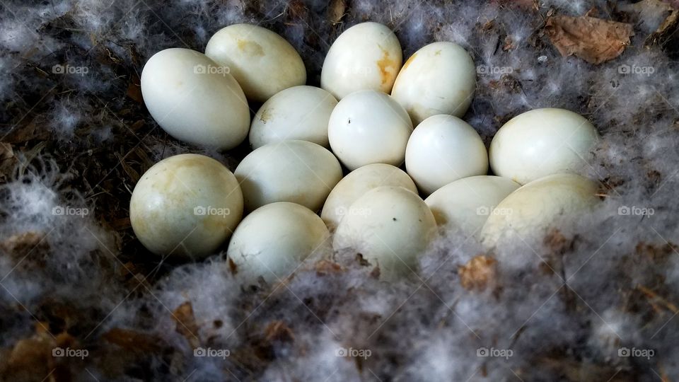 Eggs