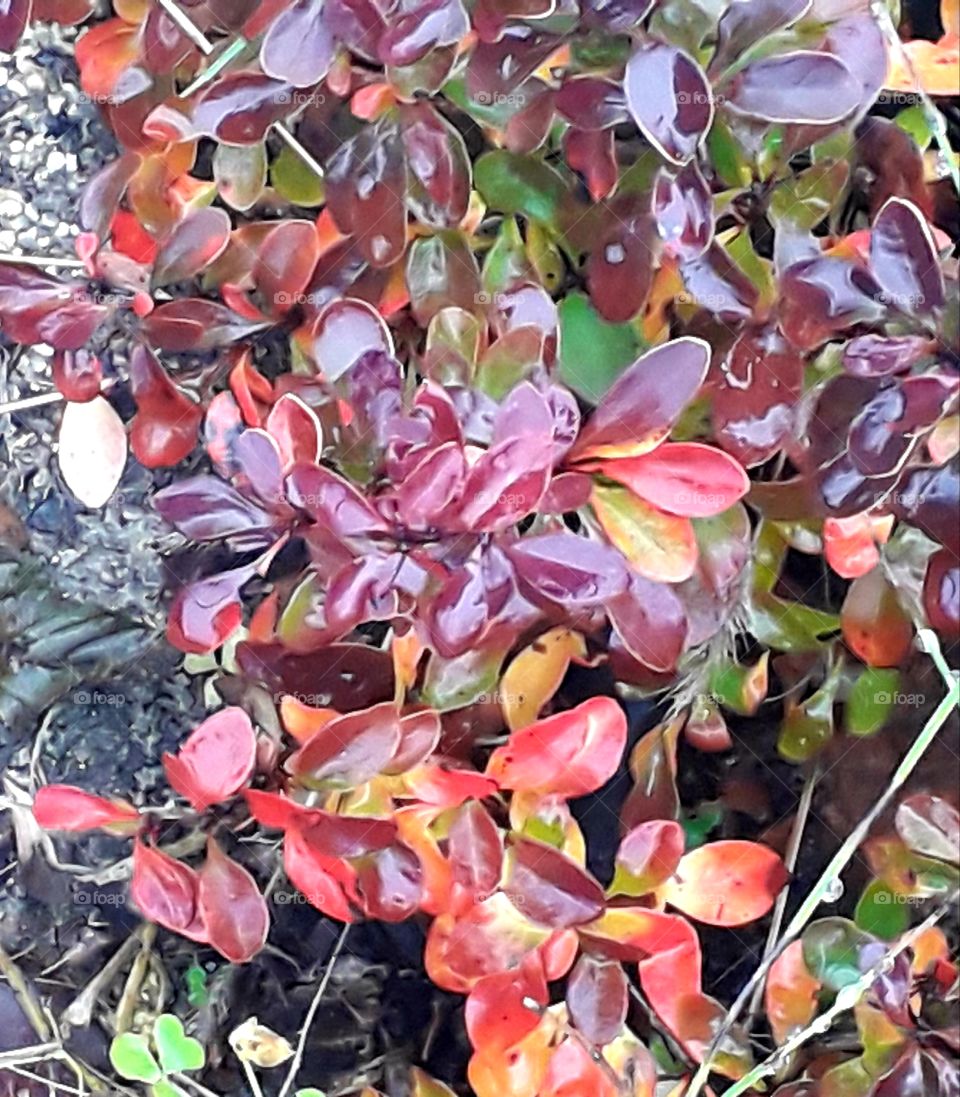 autumn coloured red leaves of berberys