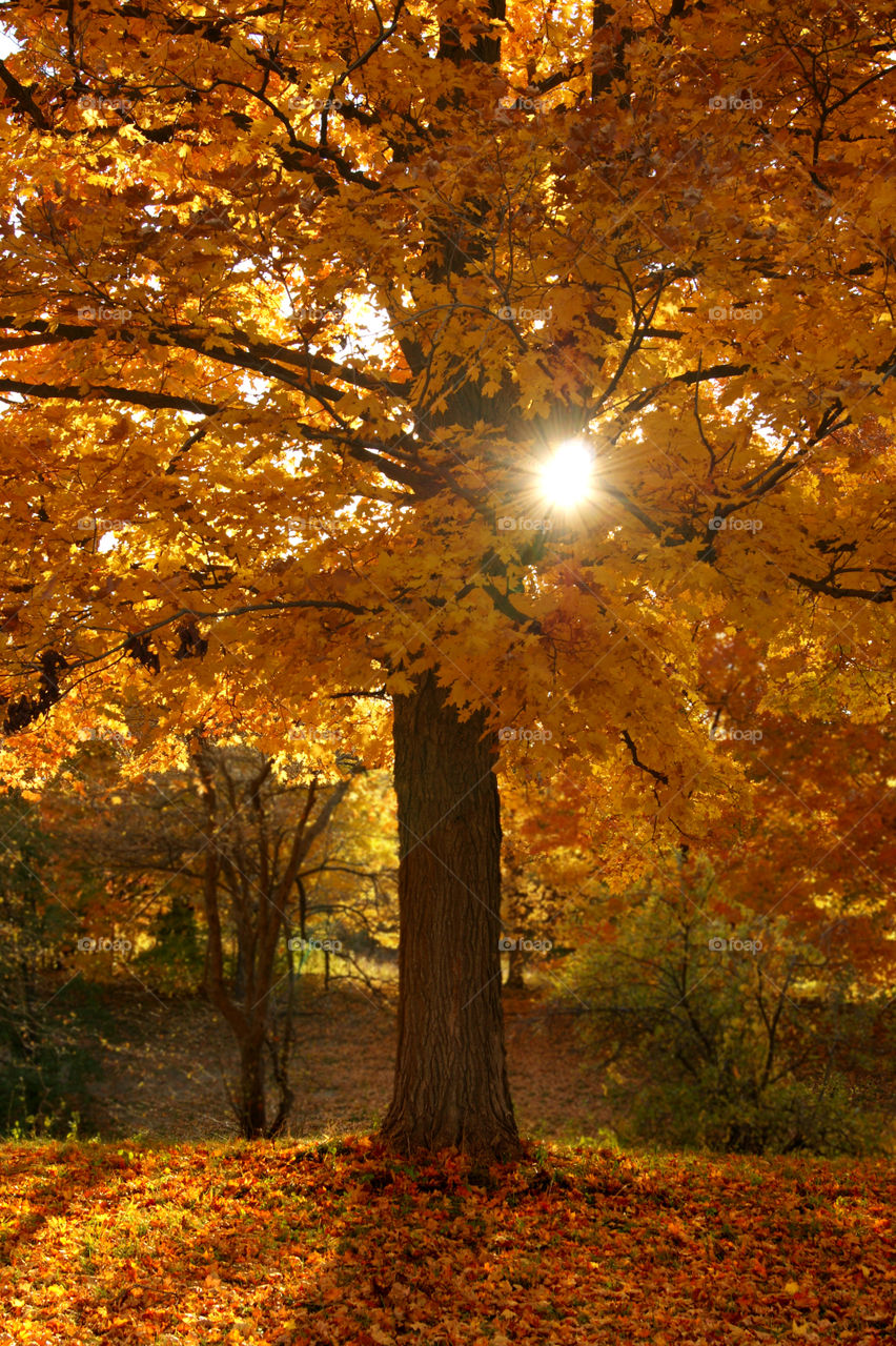Autumn trees during sunlight