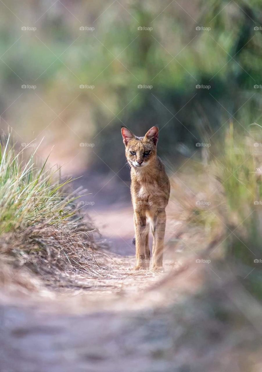 Jungli cat looking