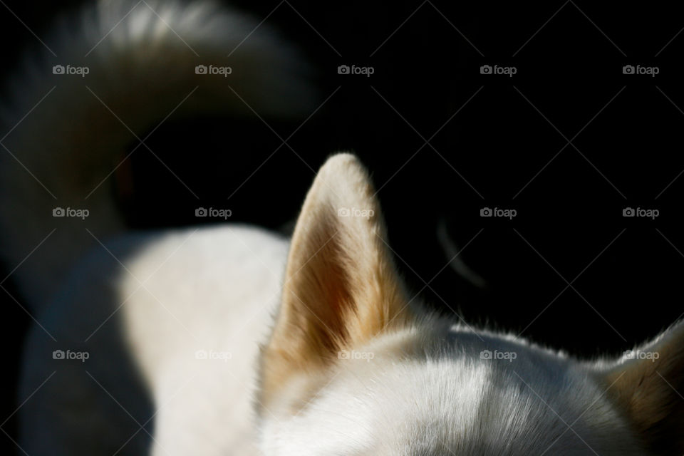 a husky ear