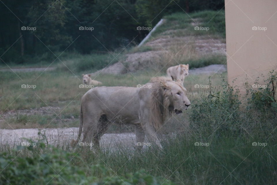 Mammal, No Person, Grass, Animal, Nature