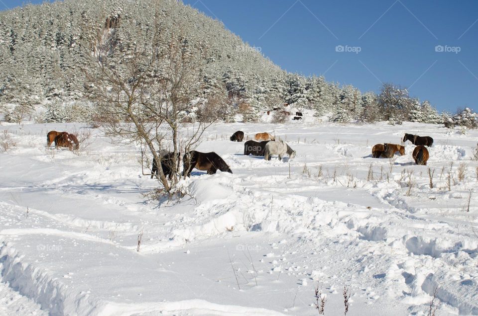 Horses in the Snow