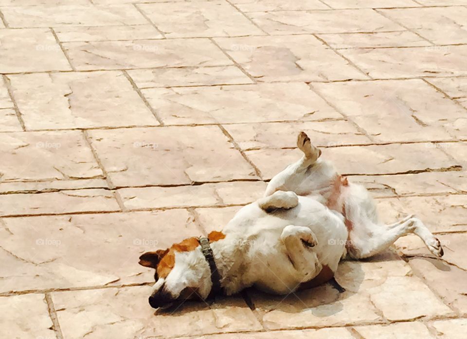 Dog. Thai dog on floor 