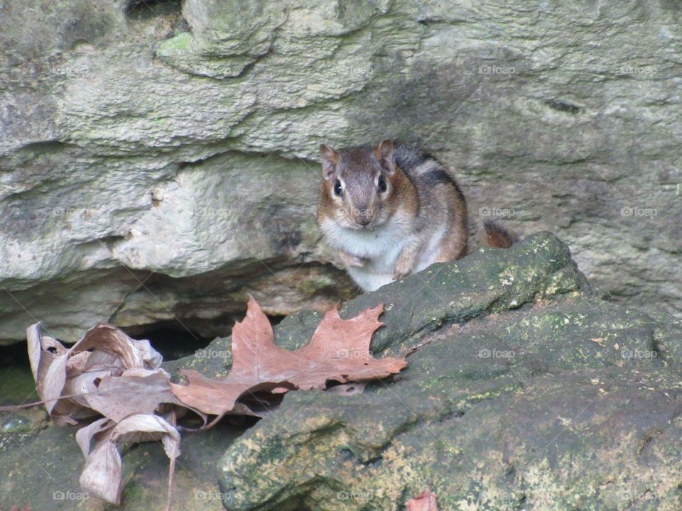 adorable chipmunk hanging out by some rocks