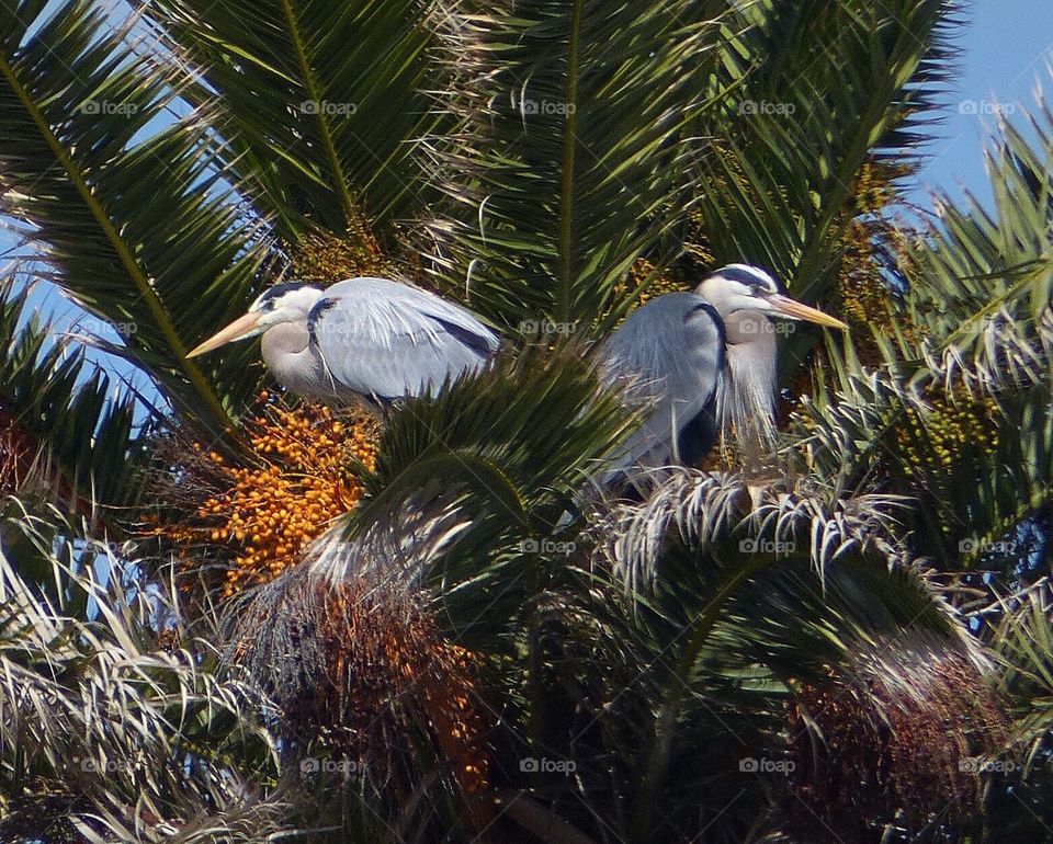 Pair of heron in palm tree nest