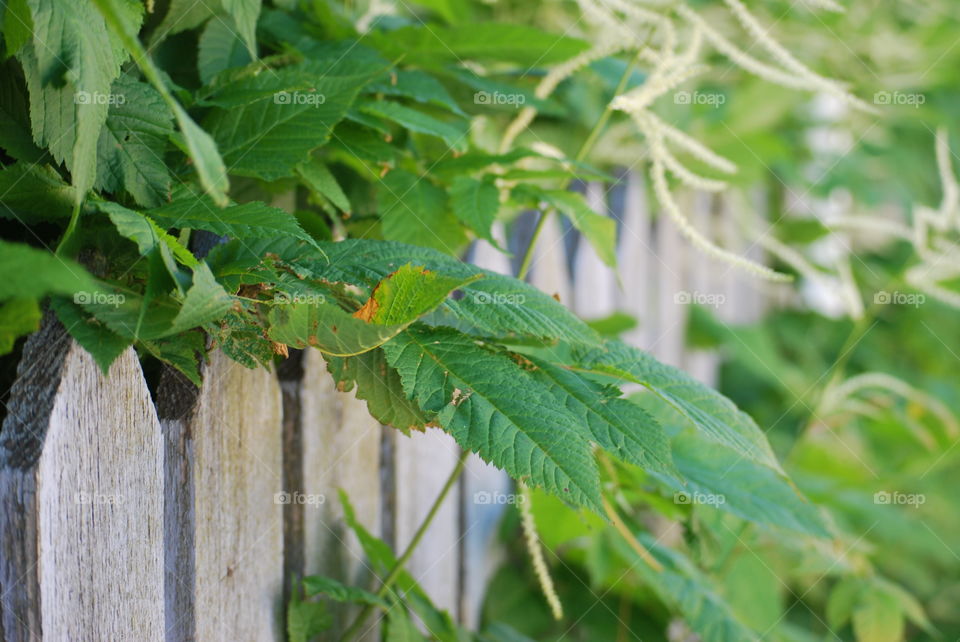 Picked fence