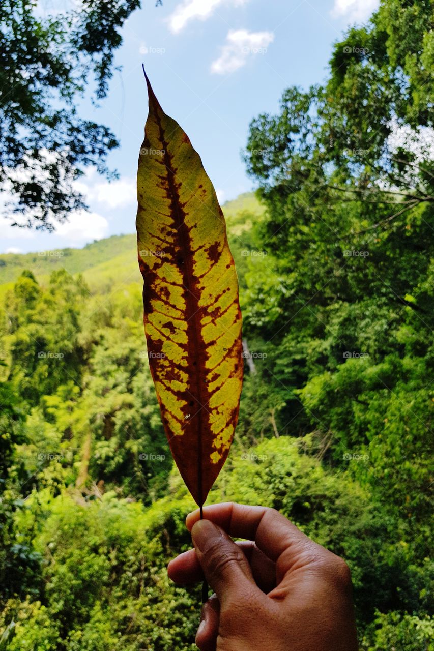 Fallen leaves in forest
