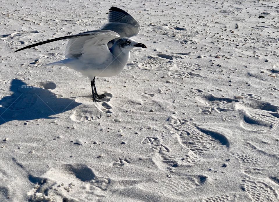 Seagull with partially extended wings standing on white sand beaches of Pensacola on Gulf of Mexico 