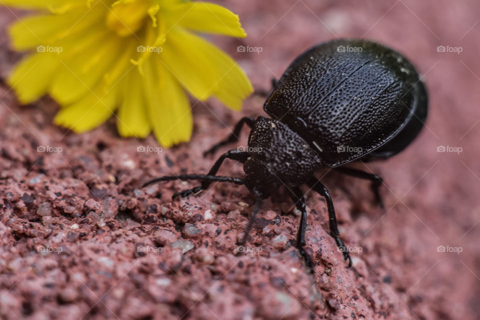 Psalidium maxillosum F. and yellow flower