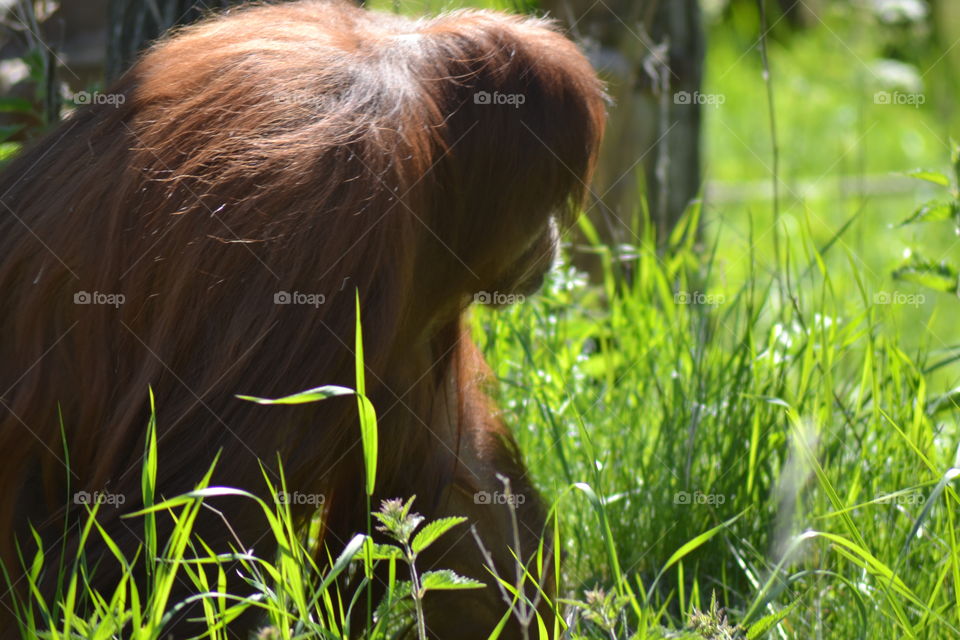 Orangutang