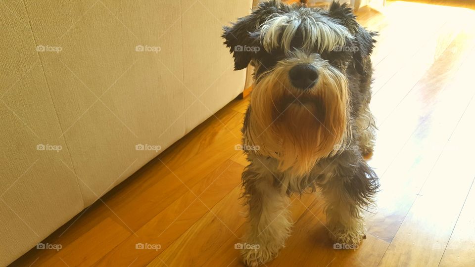 Curious cute schnauzer dog