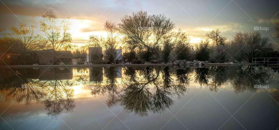 A tree’s reflection