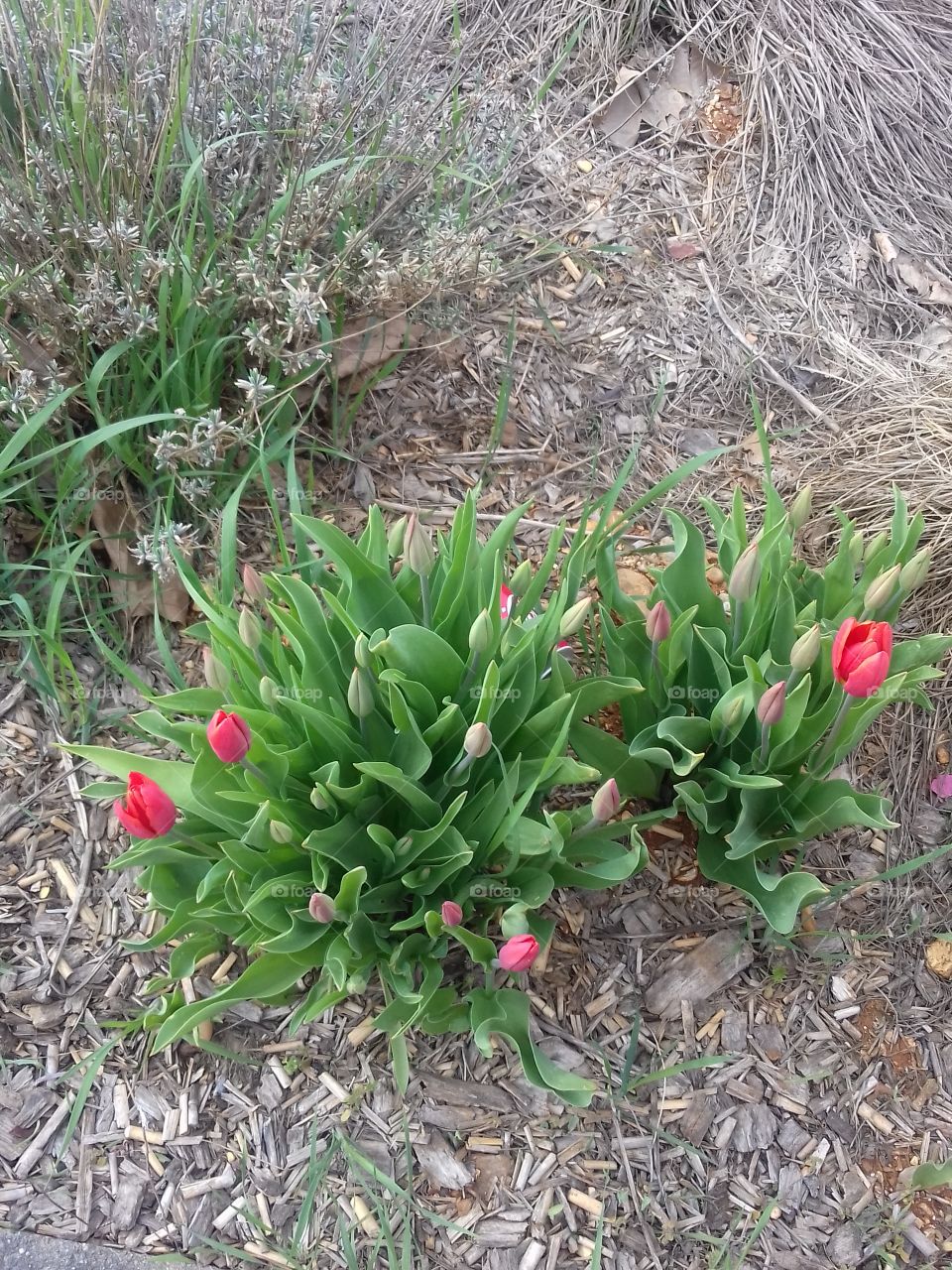 red tulips going to blooms