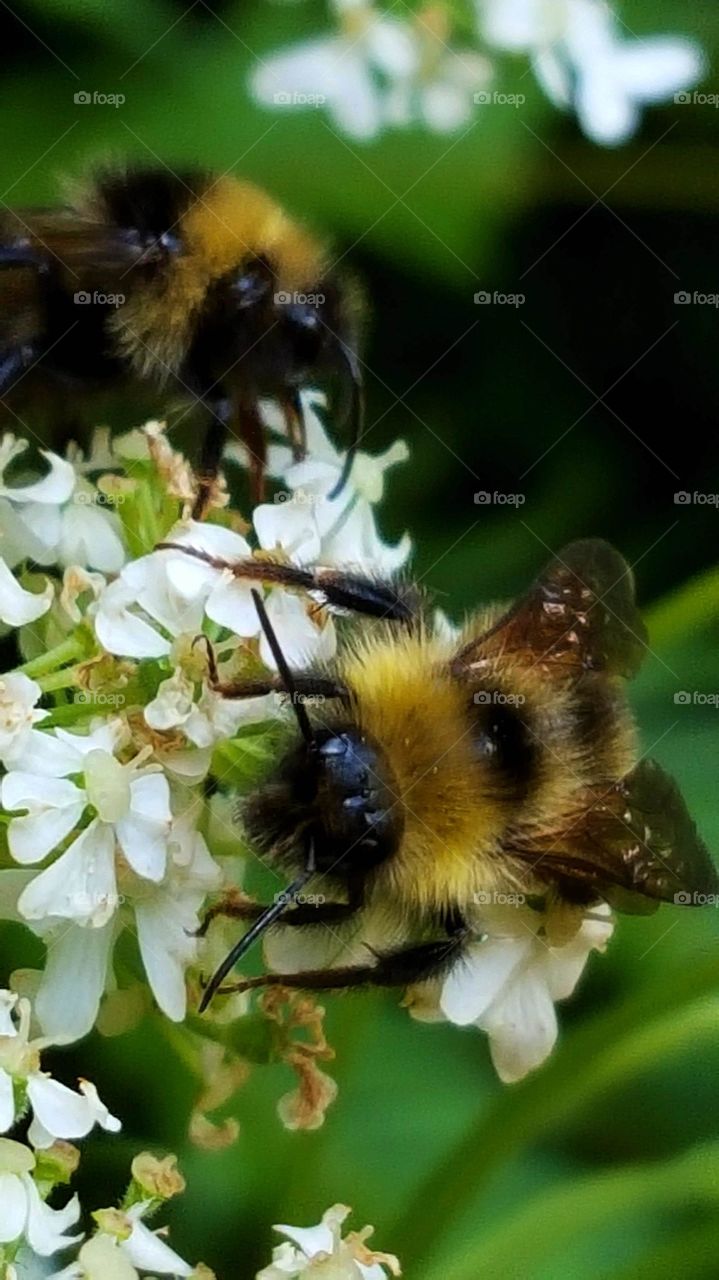 Macro shots!