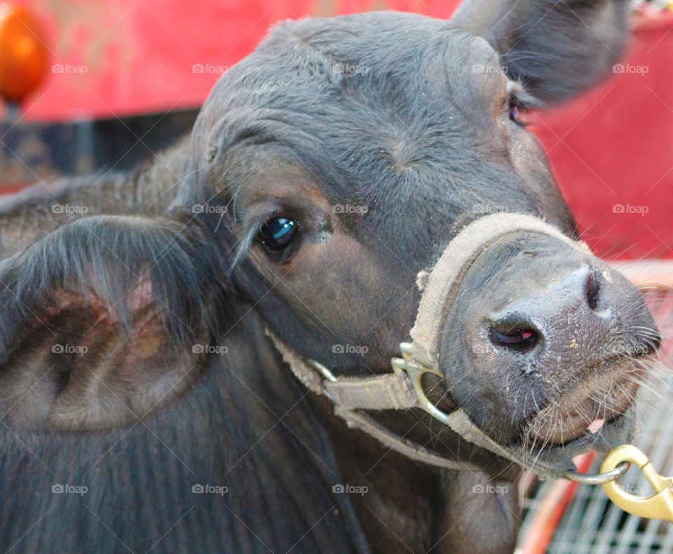 Visiting a farm I got to get up close and snap a few shots of this darling face. 