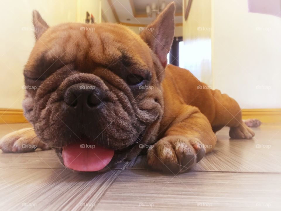 Half awake or half asleep?

(Never knew dog's can wink until this photo)