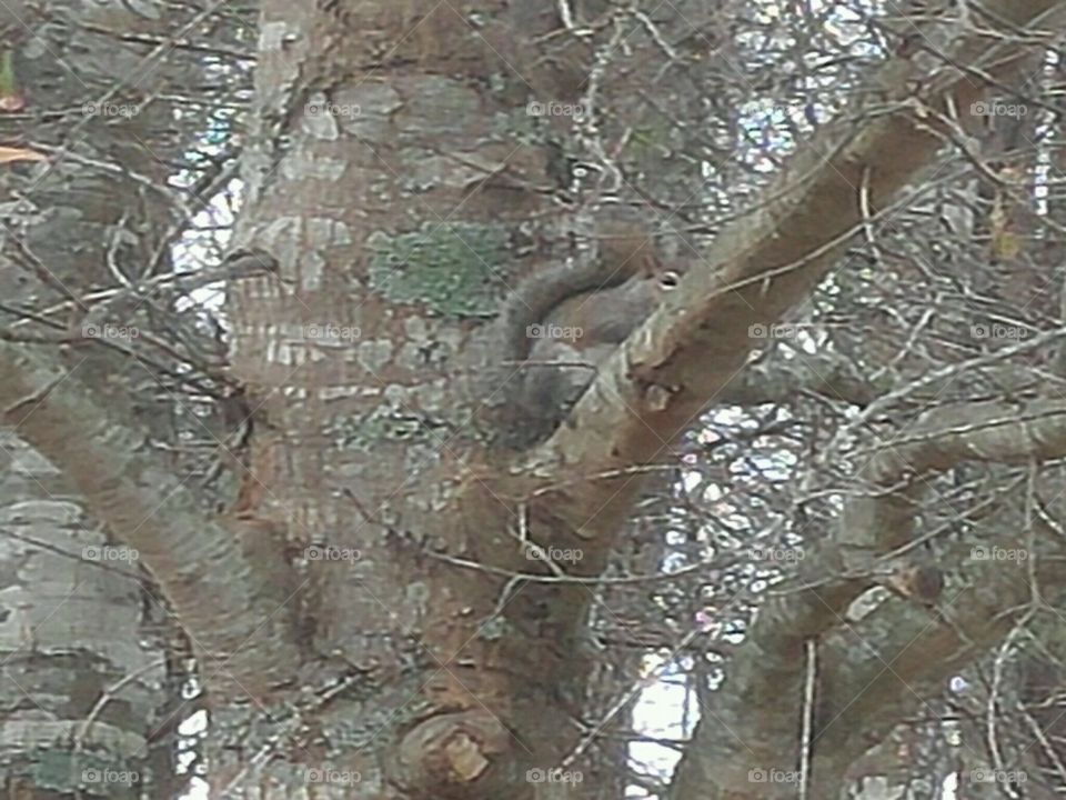 Camouflage Squirrel skills