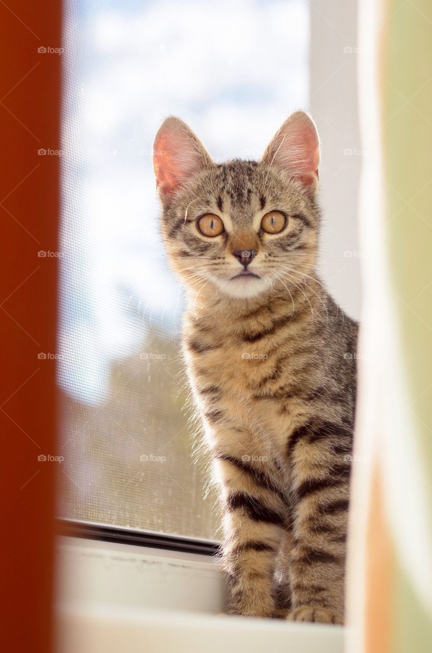 Kitten sitting in window