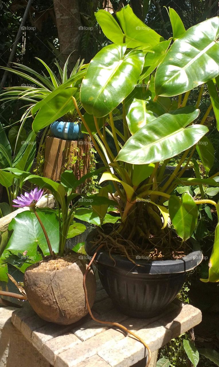 Grow plants in coconut shell and plastic containers