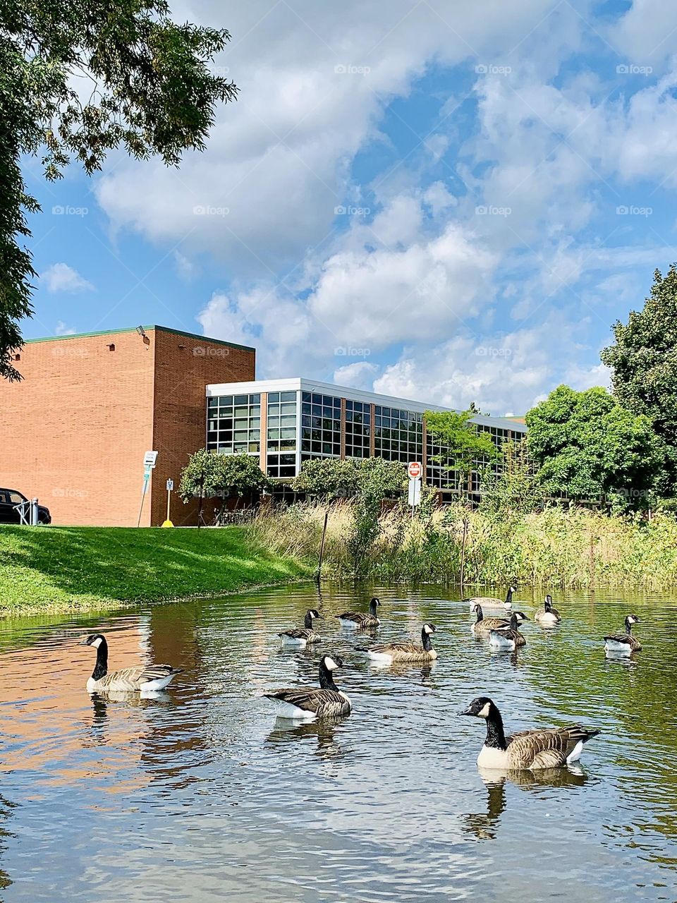 Life of wild geese in the City