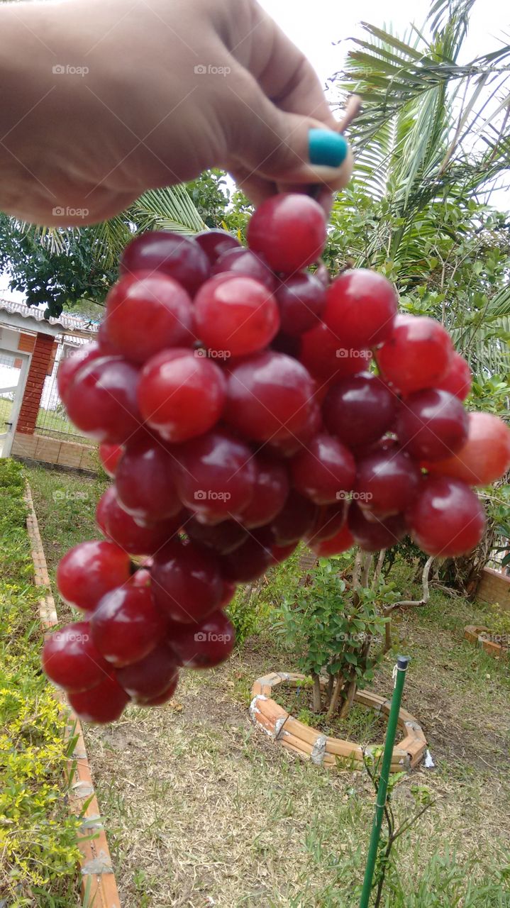 cacho de uva Niágara  fruta brasileira muito saborosa