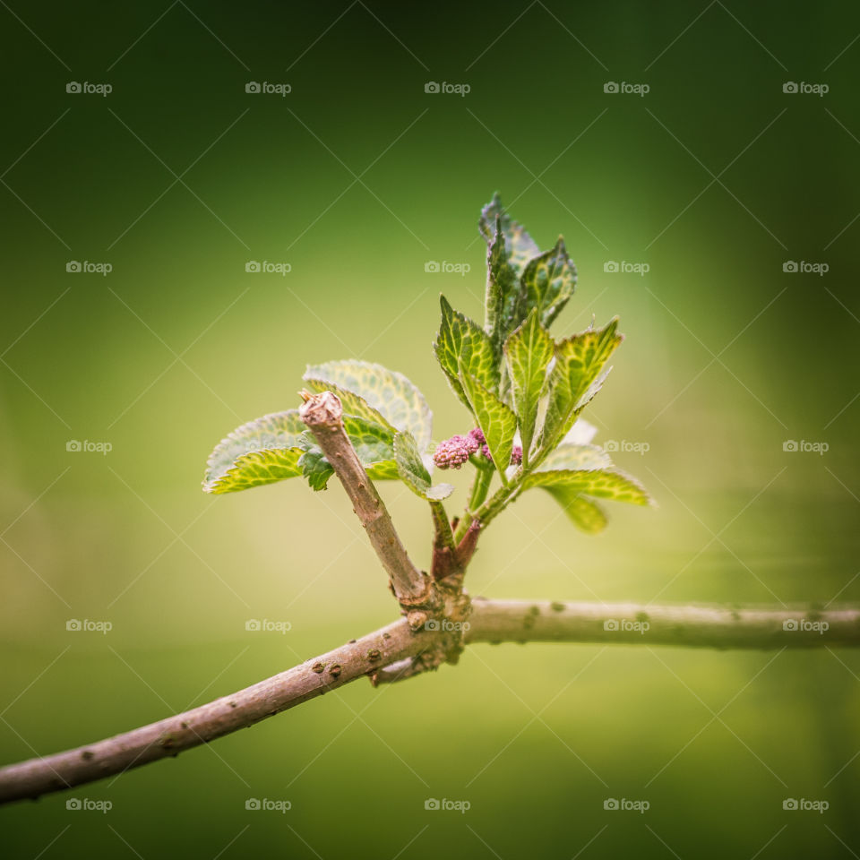 Spring flowers in London