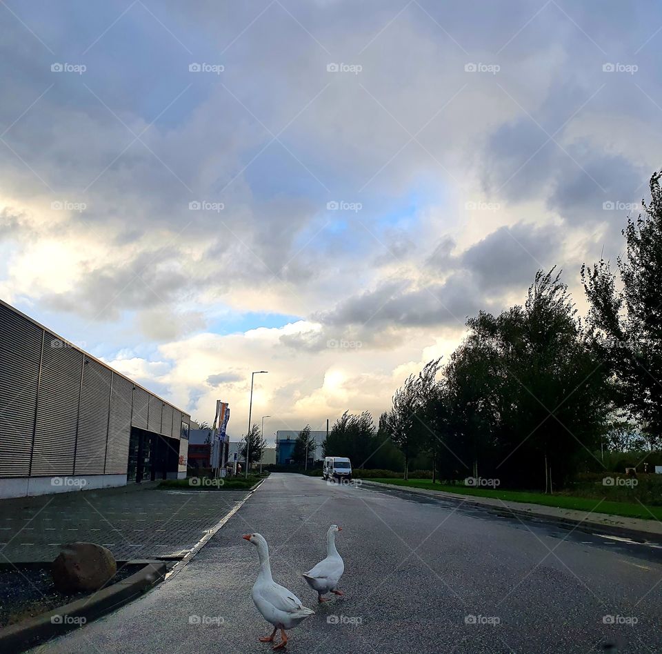 Two white geese walking