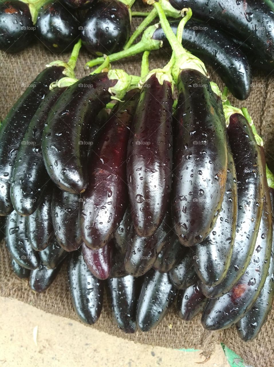 brinjal, vegetable, round shape vegitable purple colour, very nutritious vegetables