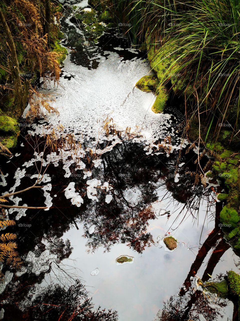 Reflections in a stream