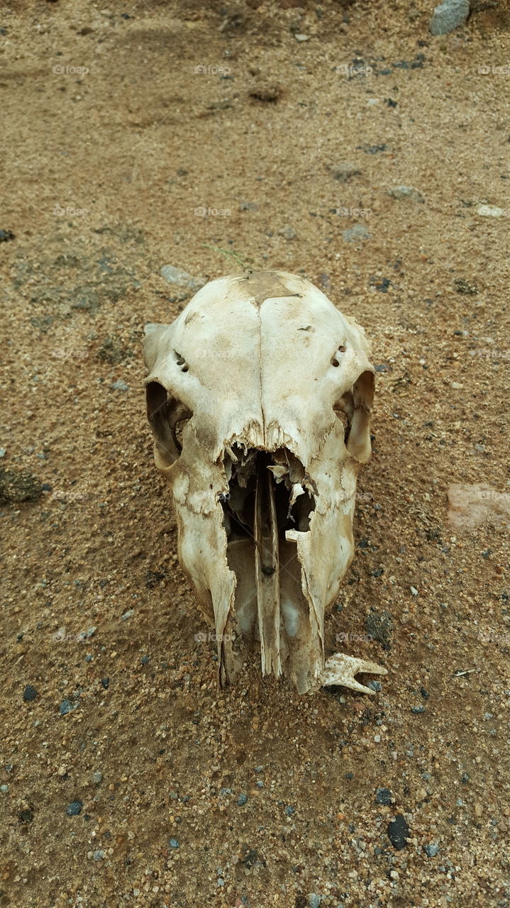 #skull #bone #sand #horror #mammal #animalskull #goatskull #danger