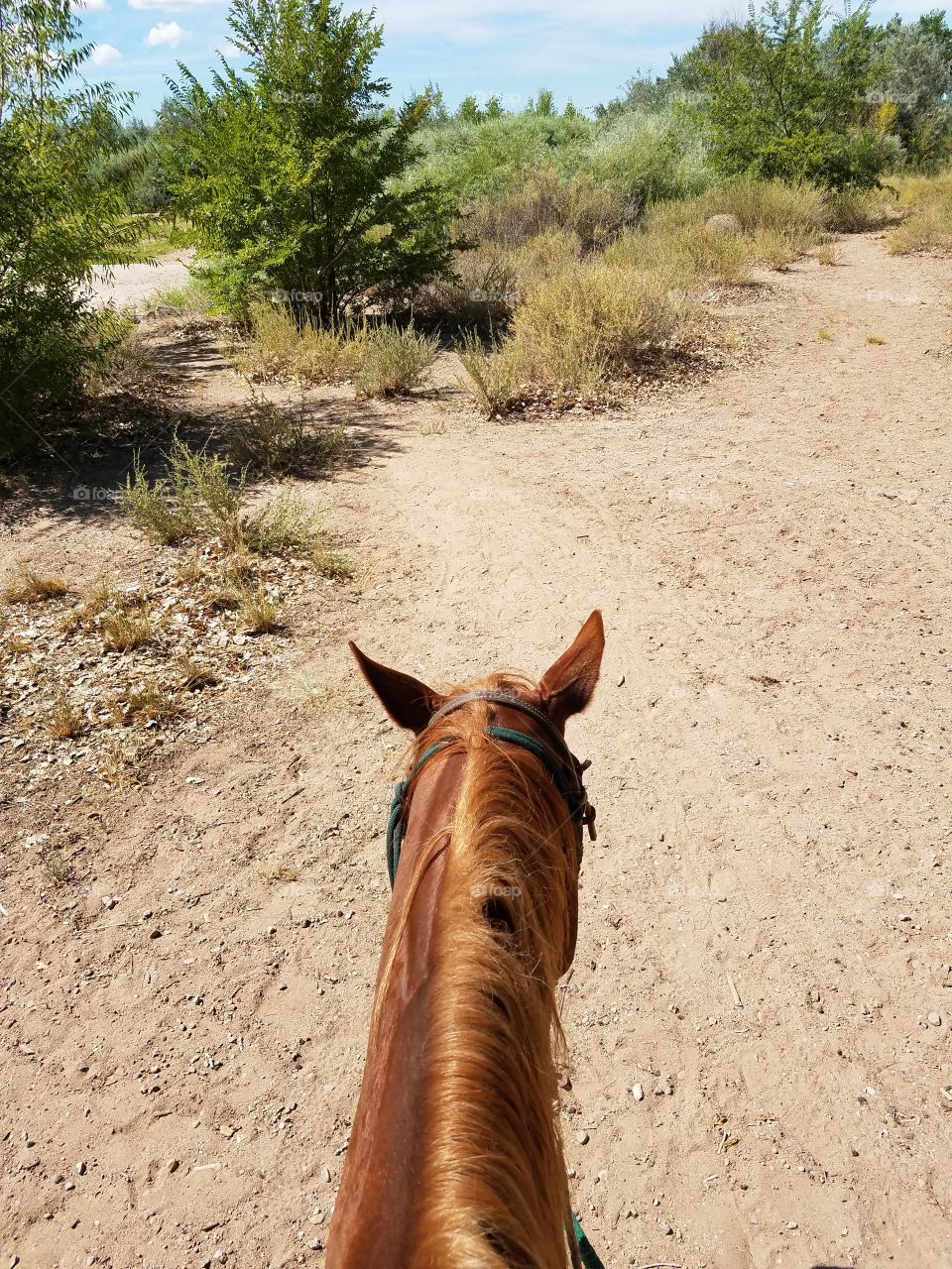 Horse on a walking path