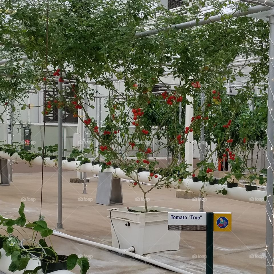 Irrigation garden system