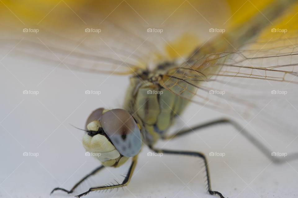 Very close without flash