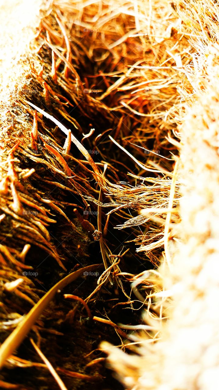 Inside the Palm Tree